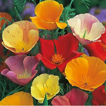 Buy California Poppy Seeds Online – Eschscholzia californica Mixed Colors