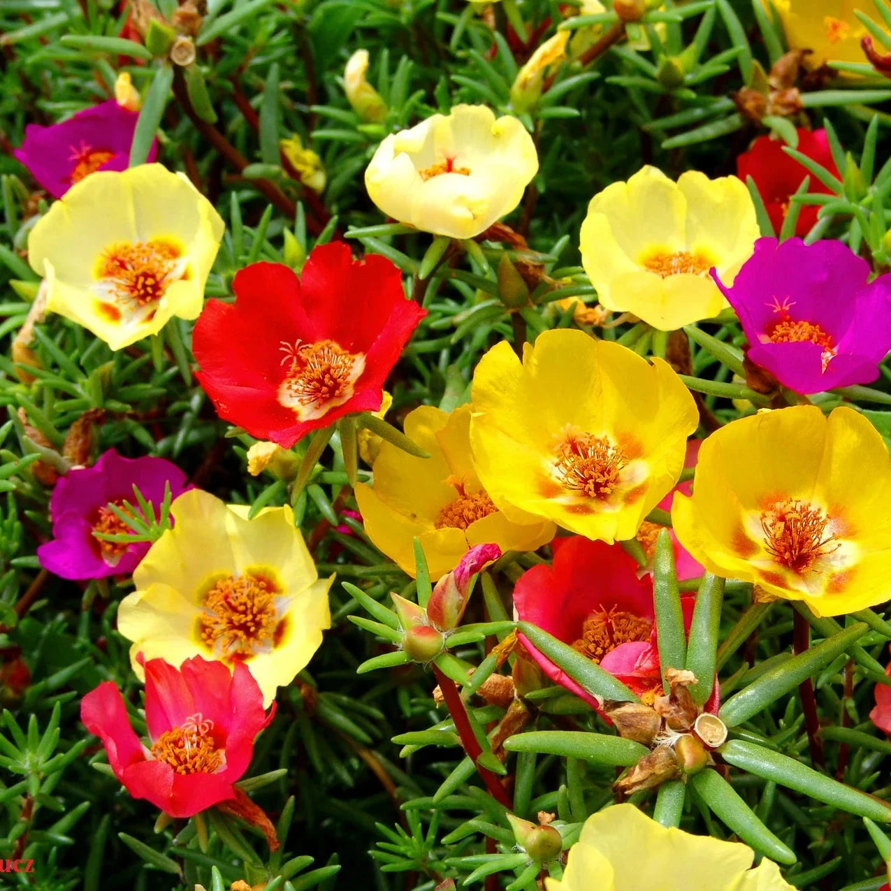Portulaca Seeds – Organic Non-GMO Moss Rose Flowers for Sunny Gardens