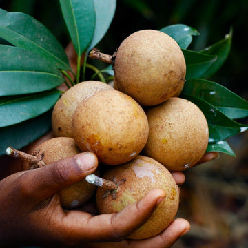 Sapota Seeds – Organic Non-GMO Chikoo Fruit Tree for Home Gardens
