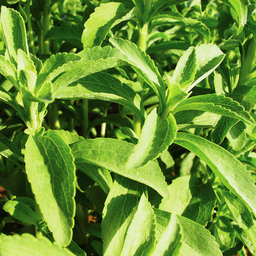 Stevia Seeds – Organic Non-GMO Natural Sweetener Herb for Gardens