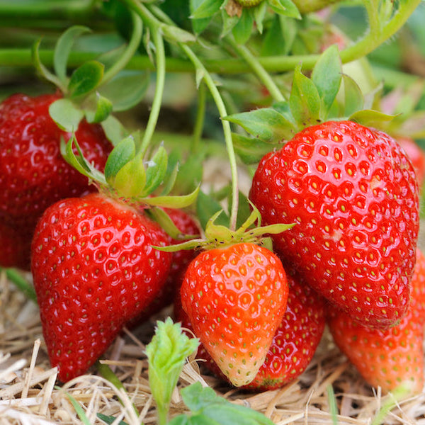 Strawberry Seeds – Organic Non-GMO Fruit Seeds for Home Gardens