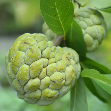 Sugar Apple Seeds – Organic Non-GMO Tropical Fruit Tree for Gardens
