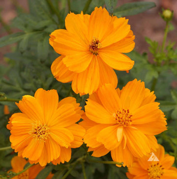 Sulphur Cosmos Seeds – Organic Non-GMO Orange Blooms for Gardens
