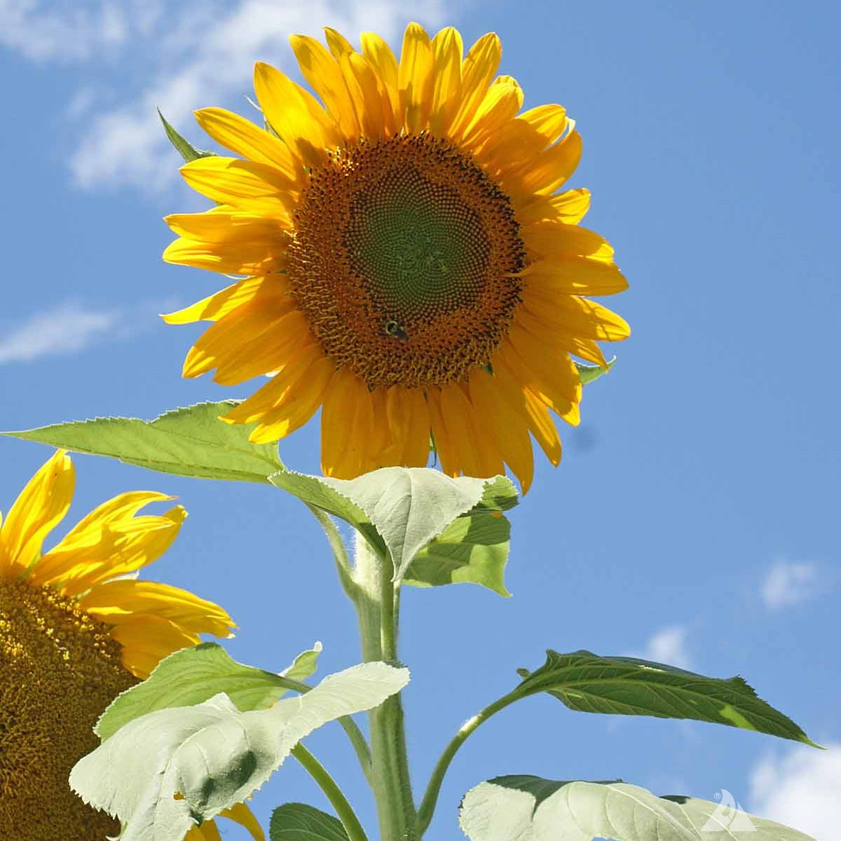 Buy Mammoth Sunflower Seeds Online – Helianthus annuus Edible Seed Variety