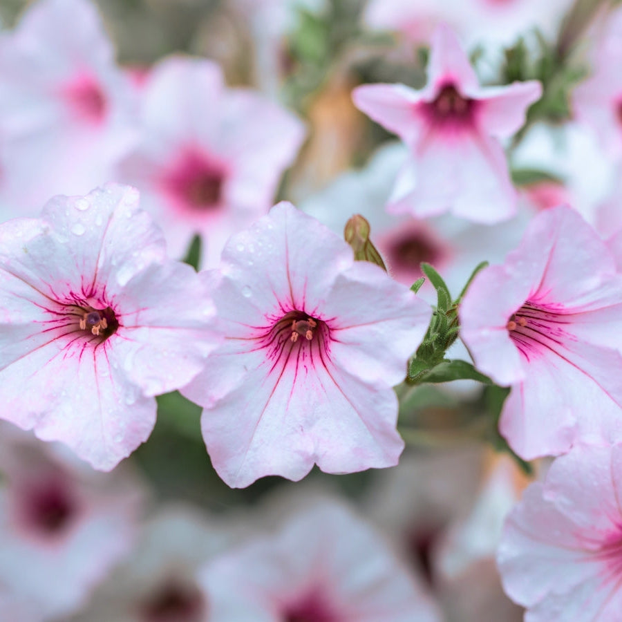 Supertunia Seeds – Hybrid Trailing Petunia with Bright, Continuous Blooms
