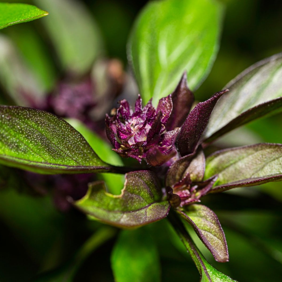 Thai Basil Seeds – Organic Non-GMO Aromatic Asian Culinary Herb