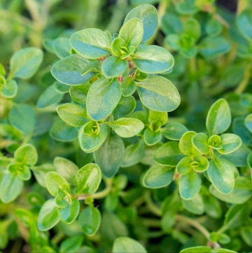 Thyme Seeds – Organic Non-GMO Aromatic Culinary Herb for Home Gardens