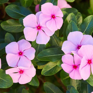 Vinca Seeds – Organic Non-GMO Drought-Tolerant Garden Flowers