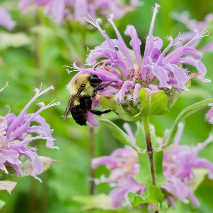 Wild Bergamot Seeds – Organic Non-GMO Medicinal Herb for Pollinator Gardens