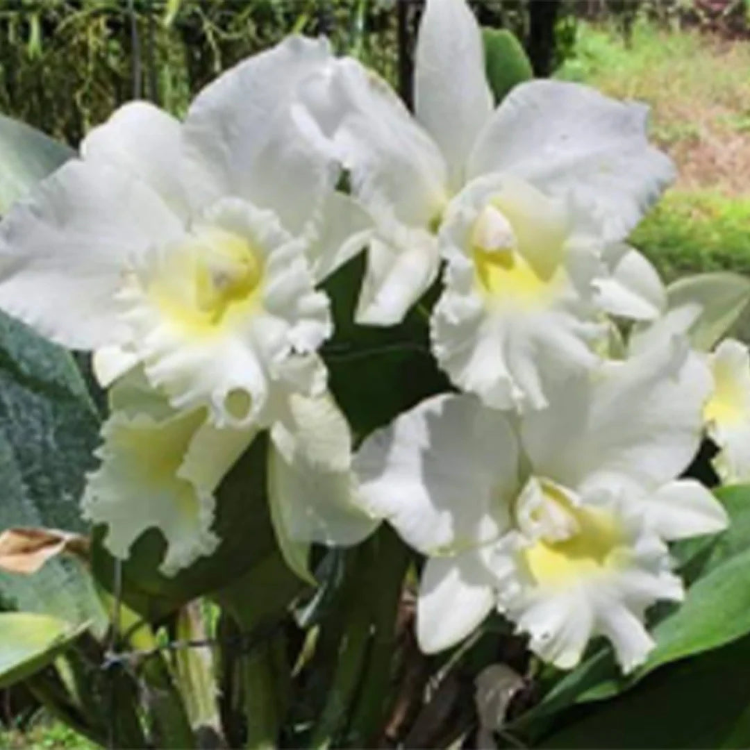 White Bell Orchid Seeds for Planting