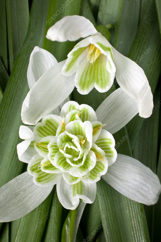 Rare Scented Snowdrops (Galanthus nivalis 'Flore Pleno') Flower seeds for Planting - Garden Favorite, Heirloom & GMO Fre