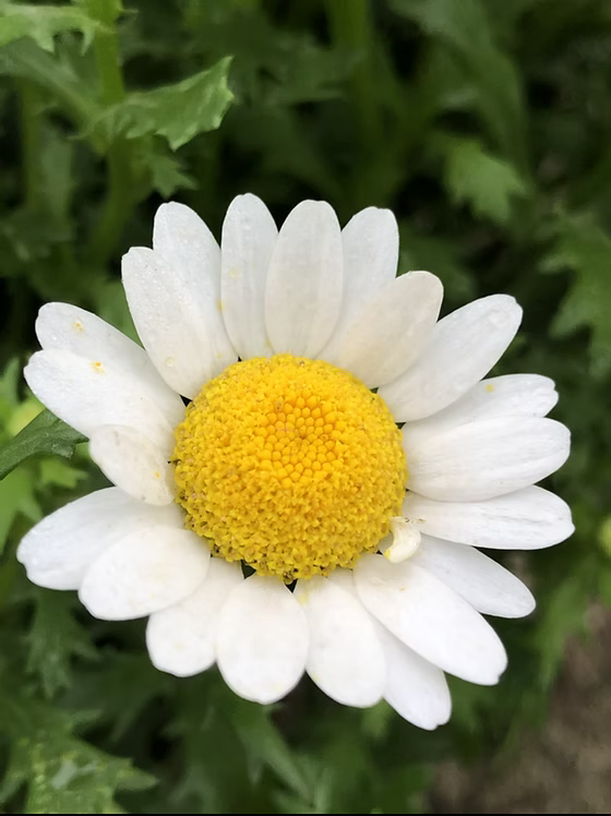 Leucanthemum Flower seeds for Planting - Vibrant Colors, Heirloom & GMO Free Seeds for Home Garden