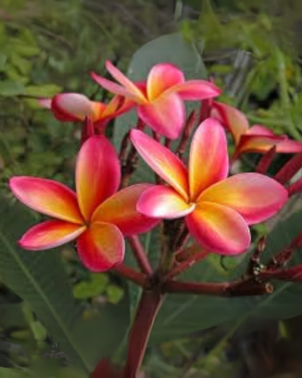 Purple Yellow Frangipani Flower seeds for Planting - Compact Growth, Heirloom & GMO Free Seeds for Home Garden
