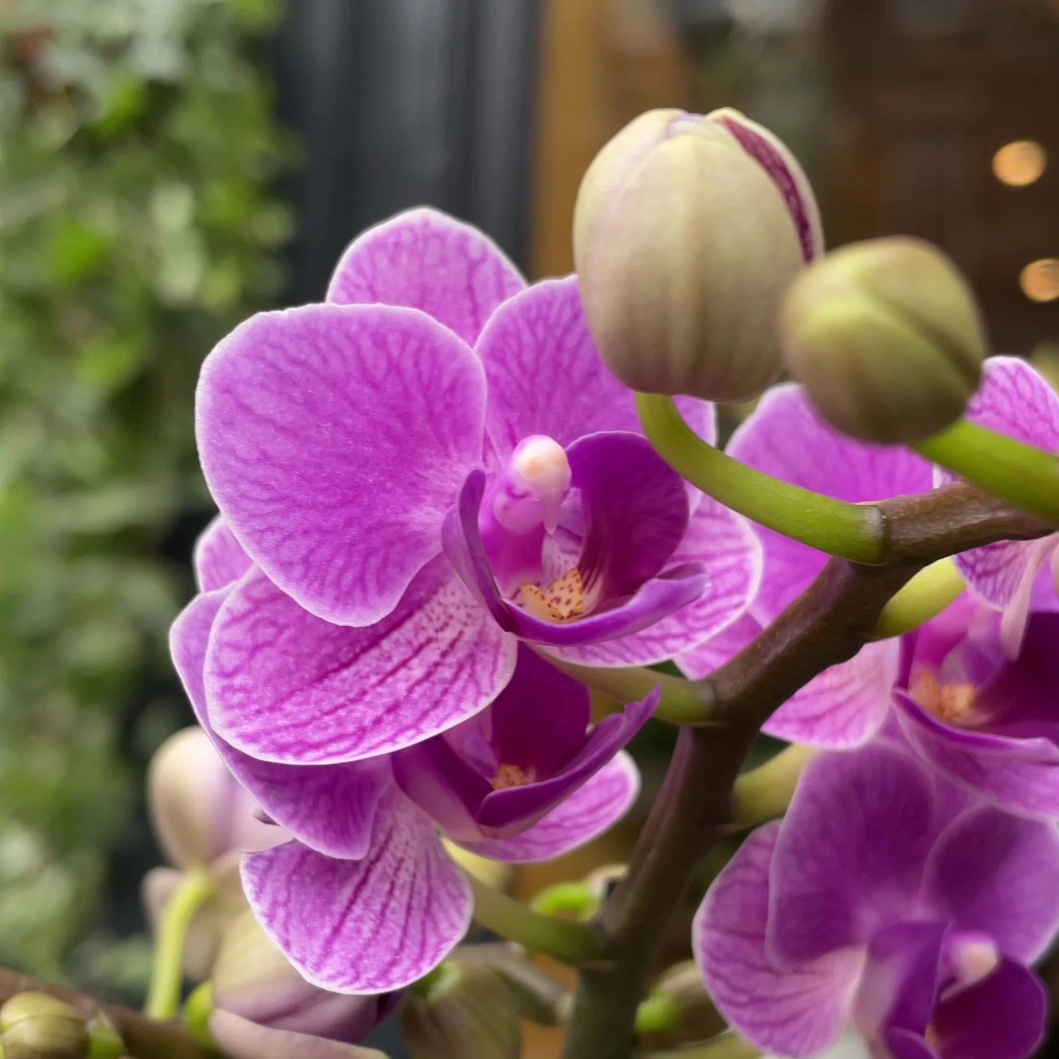 Violet Phalaenopsis Flower Seeds for Planting Fragrant Blossoms Heirloom & GMO Free Seeds for Home Garden
 
 Sale