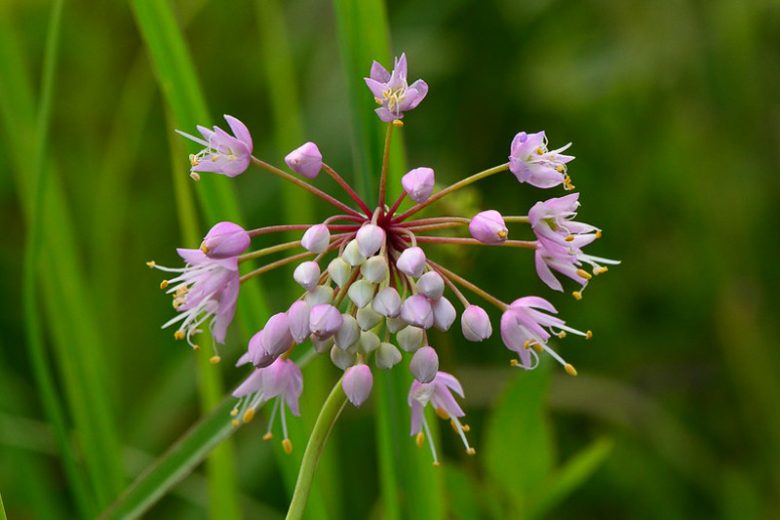 Nodding Onion Seeds for Planting Allium cernuum for edible gardens and wildflower borders