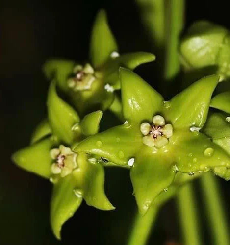 Green White Hoya Flower seeds for Planting - Vibrant Colors, Heirloom & GMO Free Seeds for Home Garden