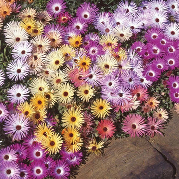 Mixed Ice Plant Flower seeds for Planting - Seasonal Bloomer, Heirloom & GMO Free Seeds for Home Garden