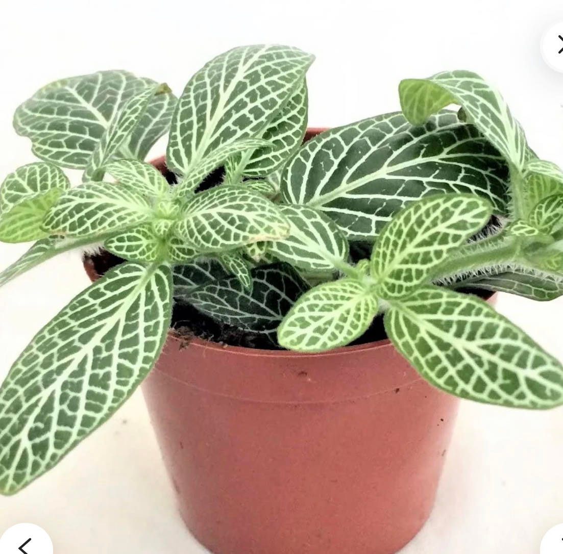 Fittonia Albivenis, White Nerve Flower seeds for Planting - Garden Favorite, Heirloom & GMO Free Seeds for Home Garden