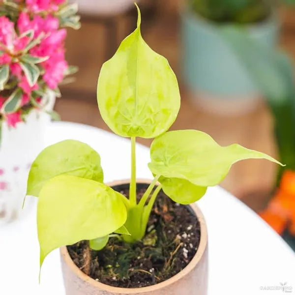 Yellow Aglaonema Flower seeds for Planting - Compact Growth, Heirloom & GMO Free Seeds for Home Garden