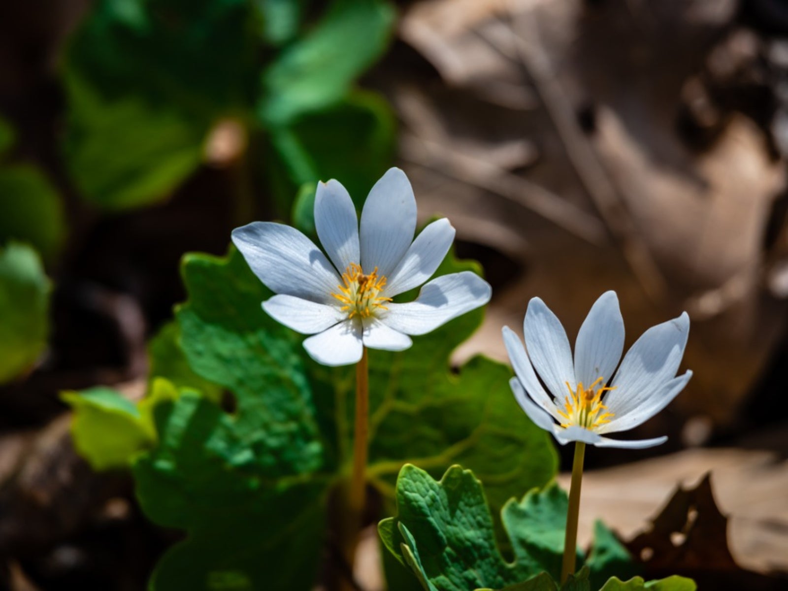 White Sanguinaria Flower seeds for Planting - Drought Tolerant, Heirloom & GMO Free Seeds for Home Garden