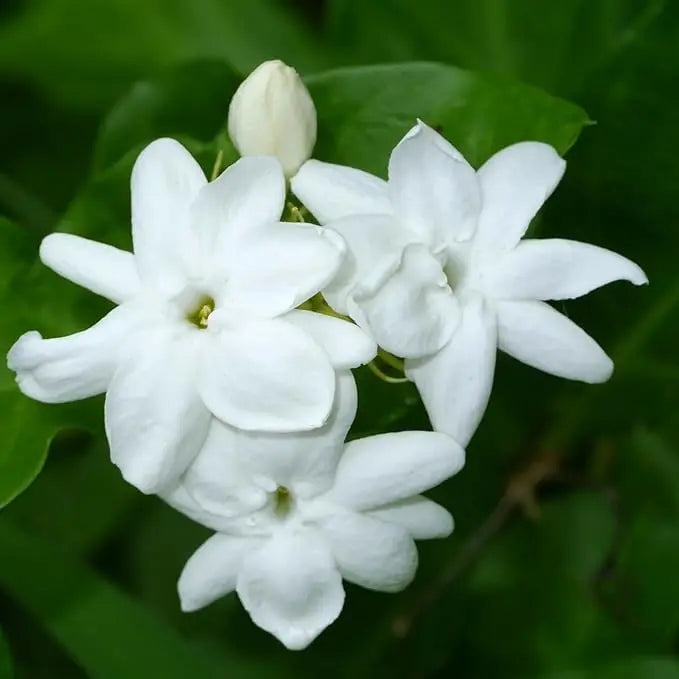 Arabian Jasmine Jasminum sambac Flower Seeds for Planting in Garden