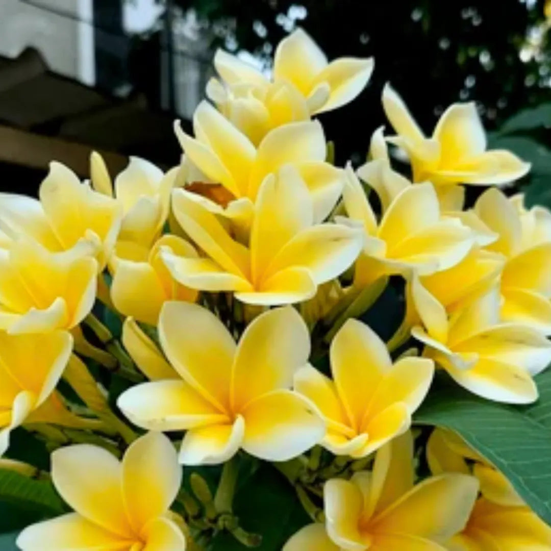 Frangipani Light Yellow Flower seeds for Planting - Easy to Grow, Heirloom & GMO Free Seeds for Home Garden