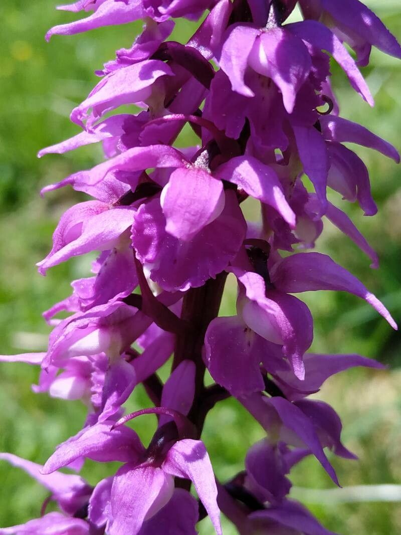 Mascula Flower seeds for Planting - Garden Favorite, Heirloom & GMO Free Seeds for Home Garden