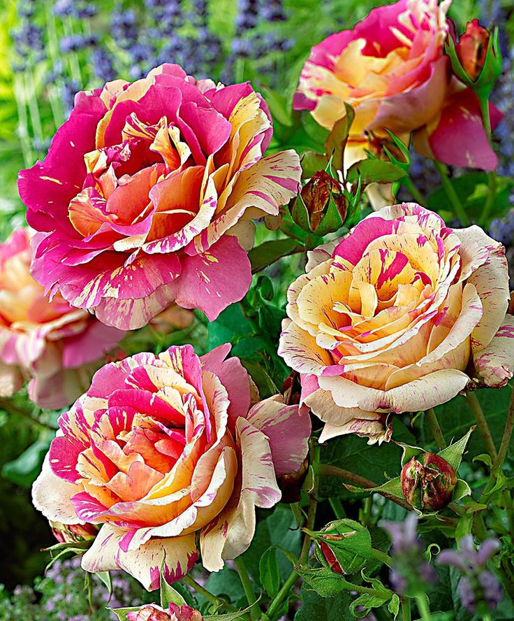 Mixed Colour Rose Tree Flower Seeds for Planting Colorful Display Heirloom & GMO Free Seeds for Home Garden
 
 Sale