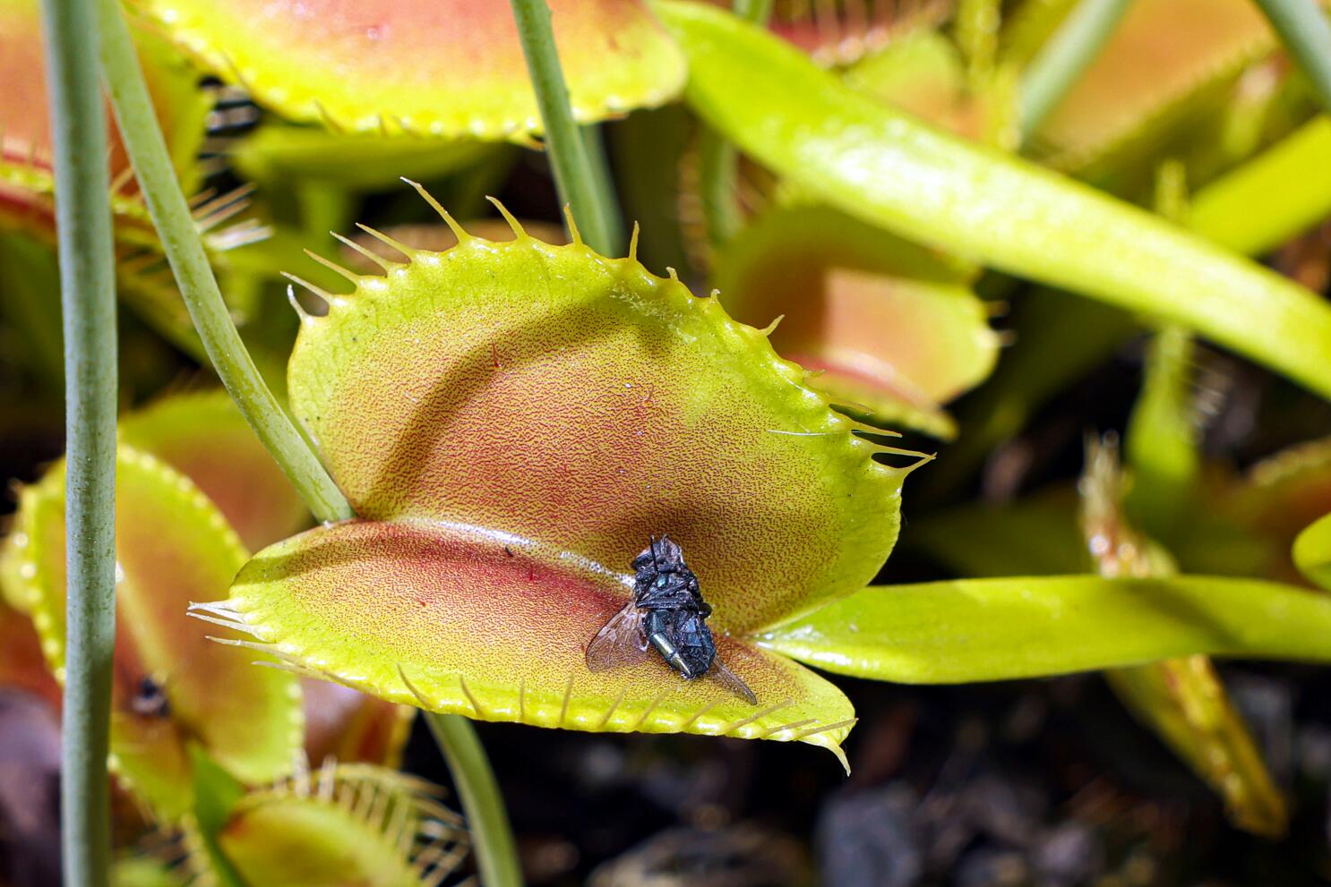 Mosquito Carnivorous Flower seeds for Planting - Sun Loving, Heirloom & GMO Free Seeds for Home Garden