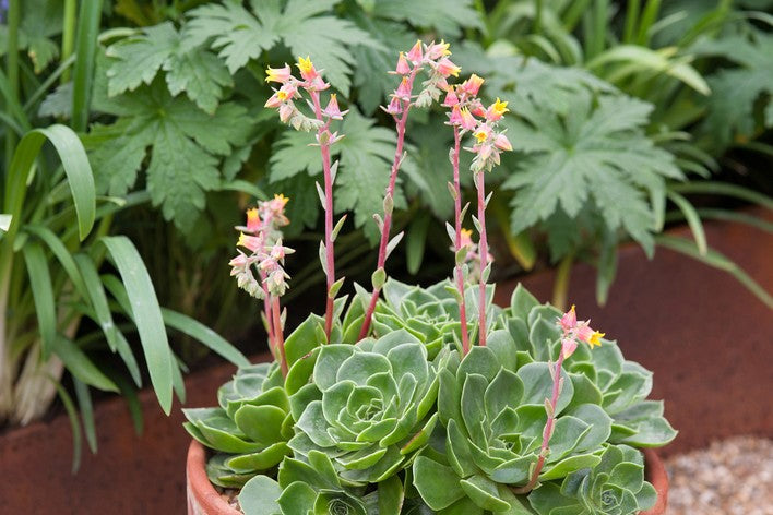 Echeveria Flowering Seeds Collection - Succulent Planting Pack