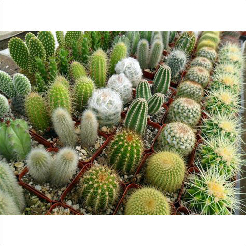 Mixed Opuntia Flower seeds for Planting - Cottage Garden Essential, Heirloom & GMO Free Seeds for Home Garden