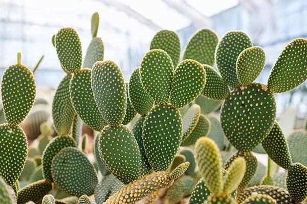 Cactus Seeds Germinating in Potting Mix