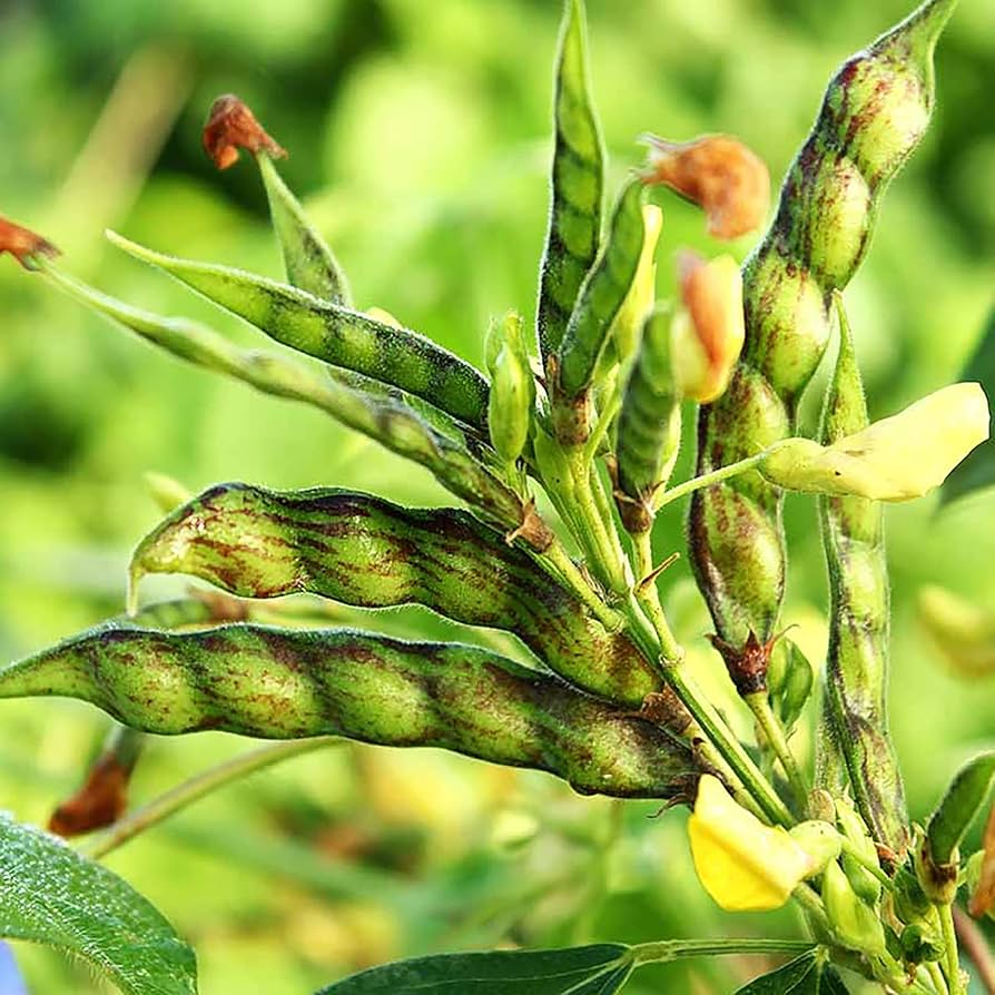 Cajanus seeds for planting in home vegetable gardens