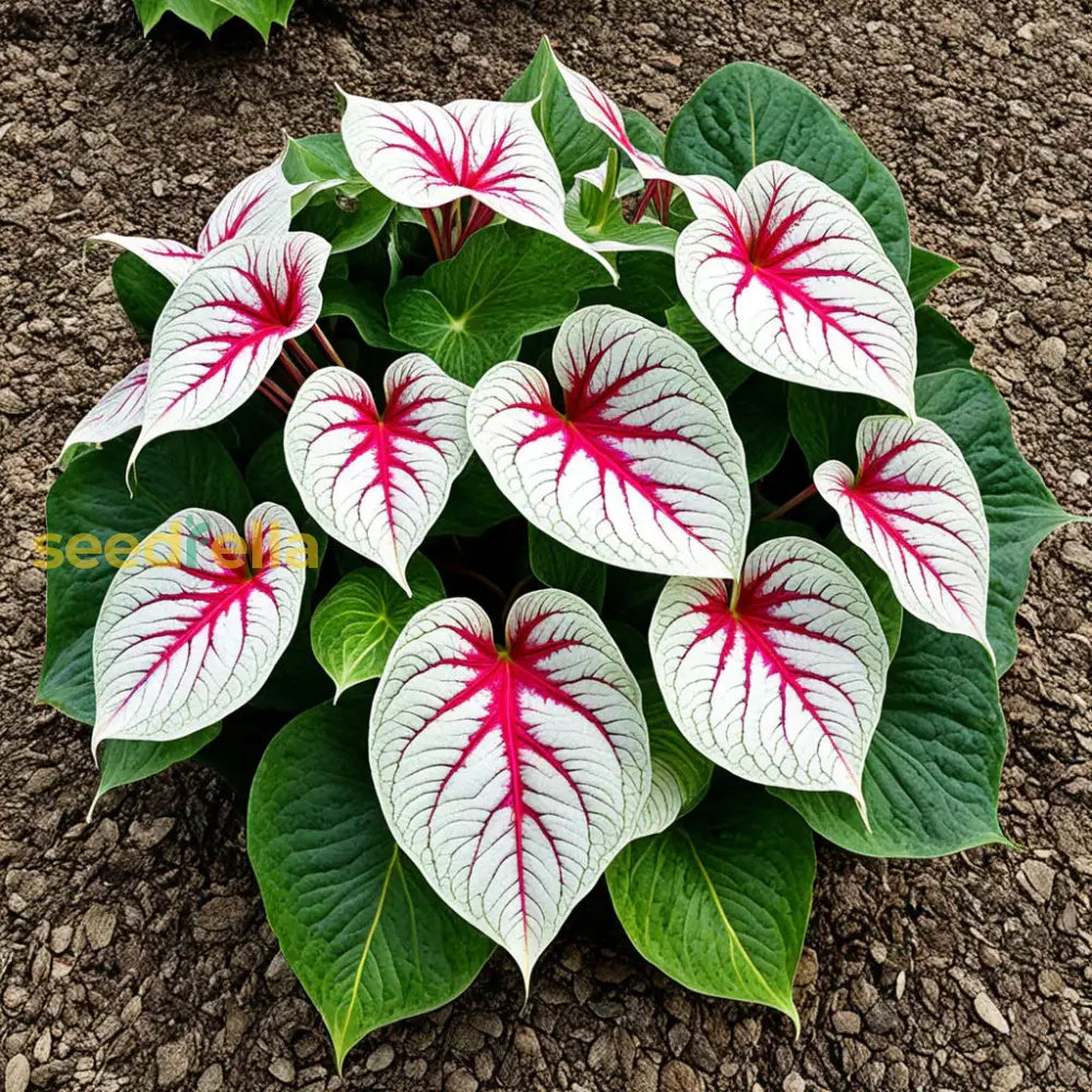 Caladium Bicolor Flower Seeds For Planting  Lush Colorful Foliage Ideal Garden Or Indoor