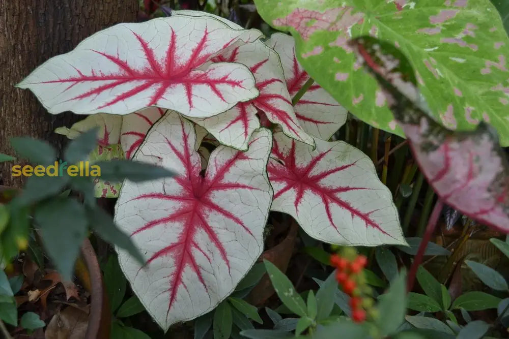 Caladium Bicolor Flower Seeds For Planting  Lush Colorful Foliage Ideal Garden Or Indoor
