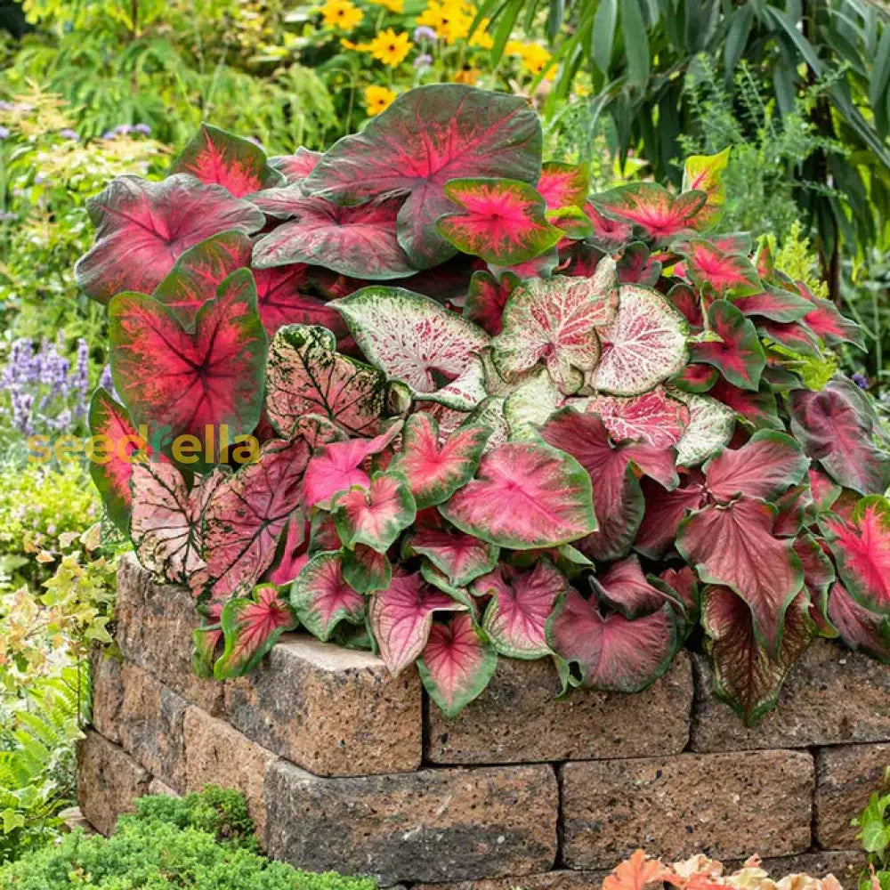 Caladium Bicolor Seeds - Blue Mix For Stunning Garden Planting Plant Seeds