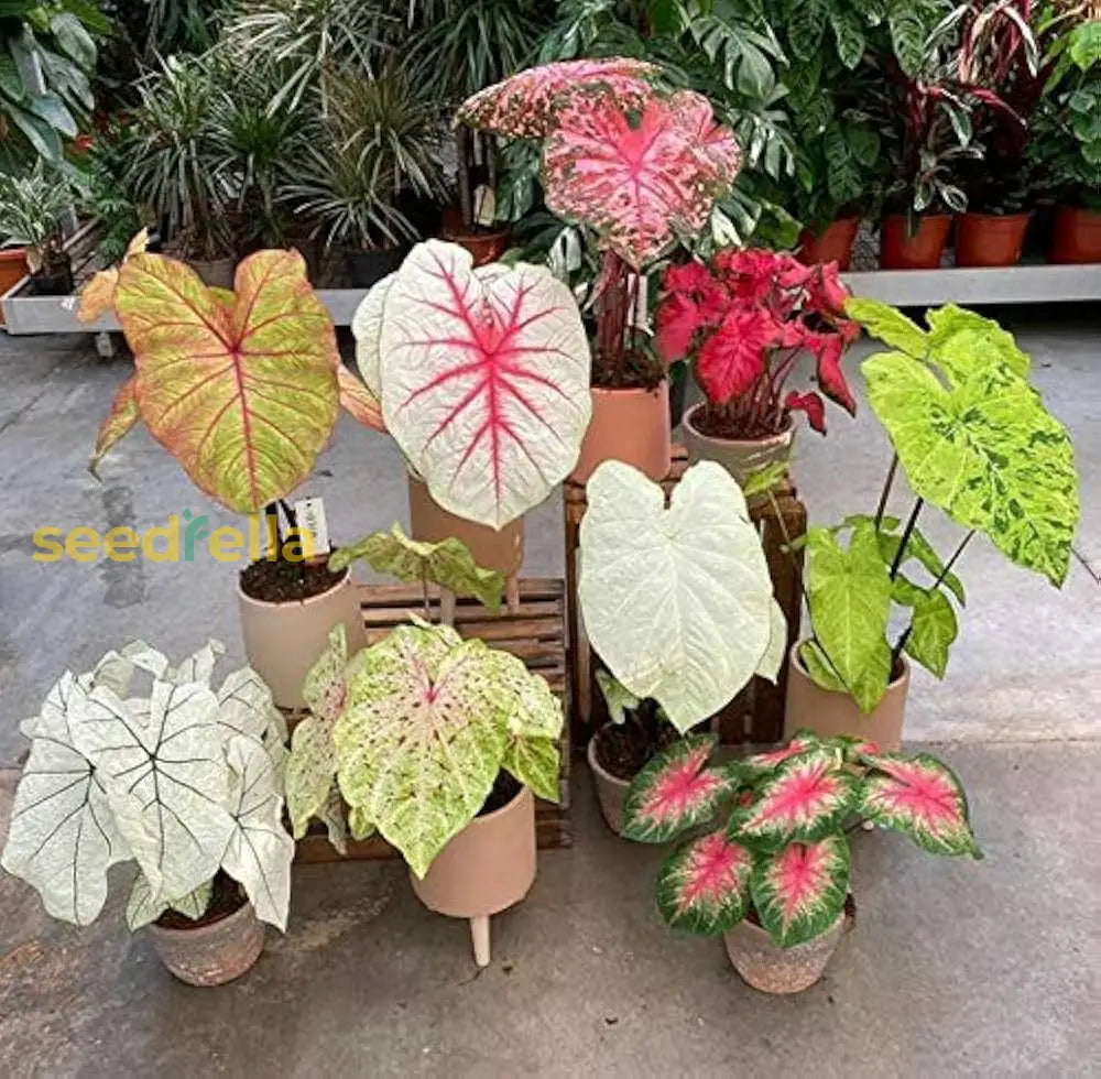 Caladium Bicolor Seeds - Blue Mix For Stunning Garden Planting Plant Seeds