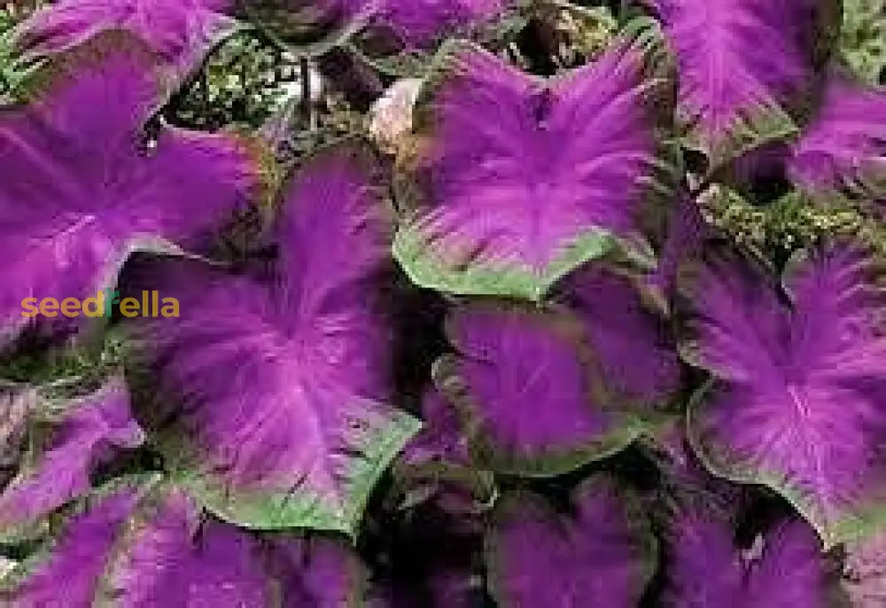 Caladium Bicolor Violet Flower Seeds  Easy Planting For Vibrant Gardens Plant Seeds