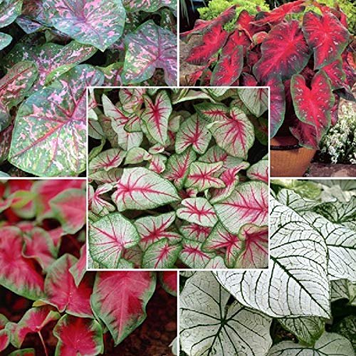 Mix Pink Caladium Flower seeds for Planting - Fragrant Blossoms, Heirloom & GMO Free Seeds for Home Garden