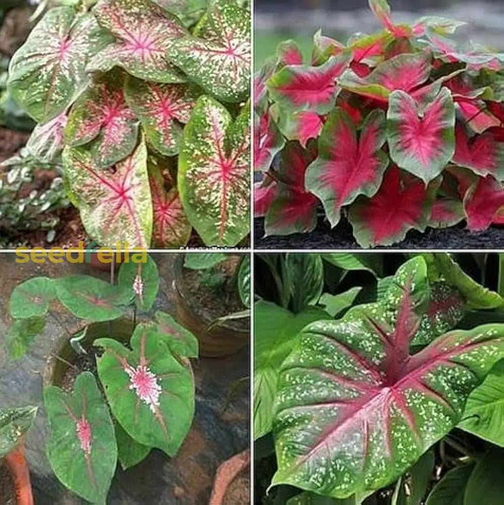 Caladium Mix Seeds For Planting  Vibrant Foliage Garden And Indoors Flower