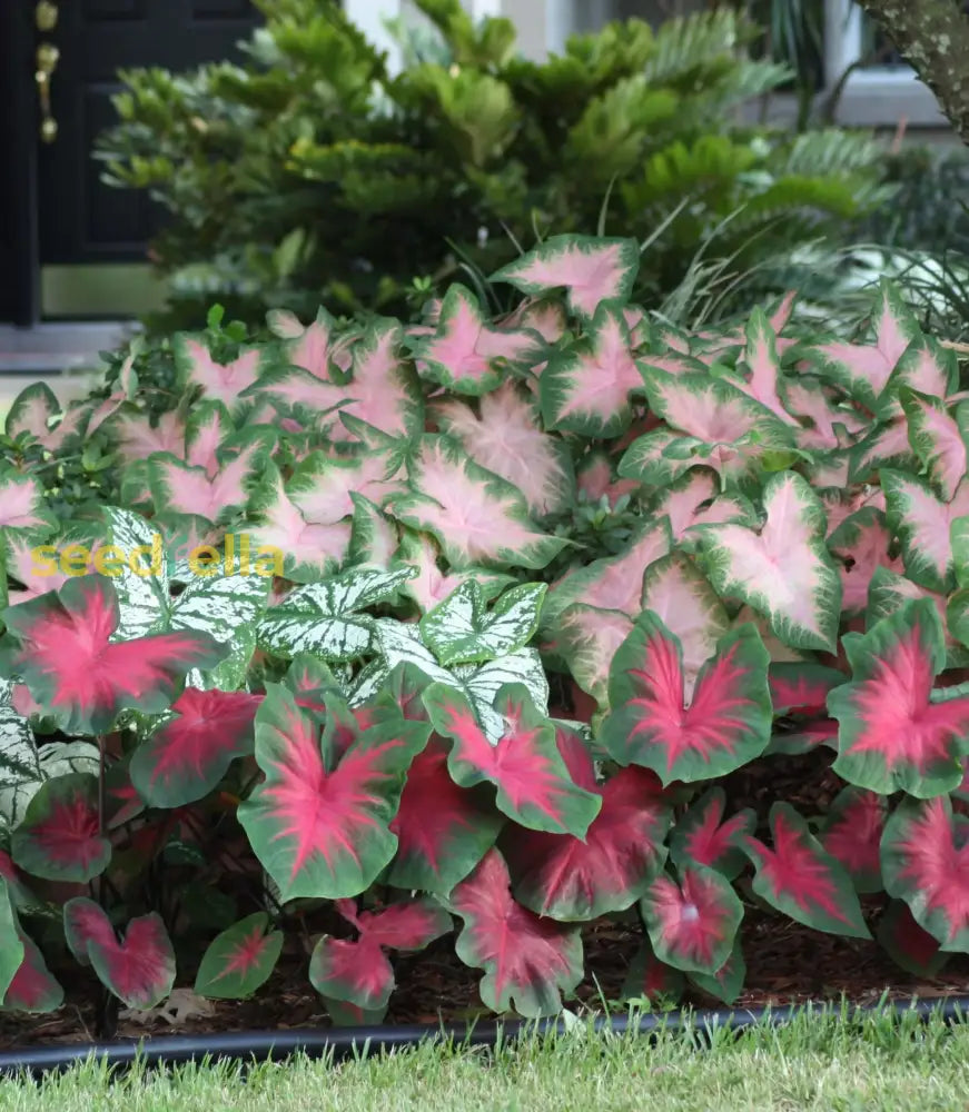 Caladium Seeds Planting Guide: Tips For Successful Growth Plant Seeds