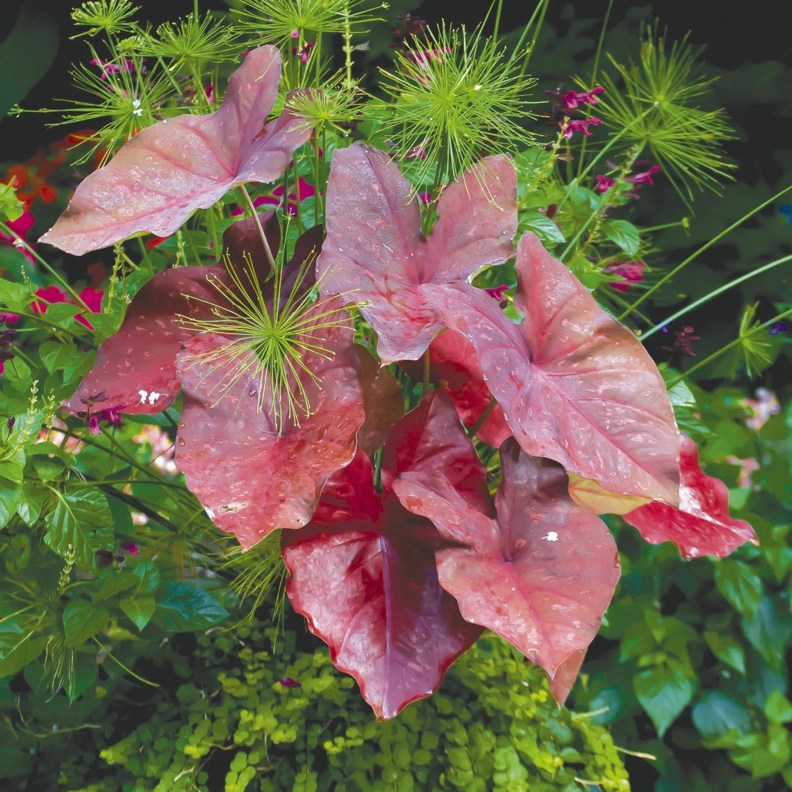 Buy Caladium Bulbs Online – Caladium bicolor Decorative Leaf Variety
