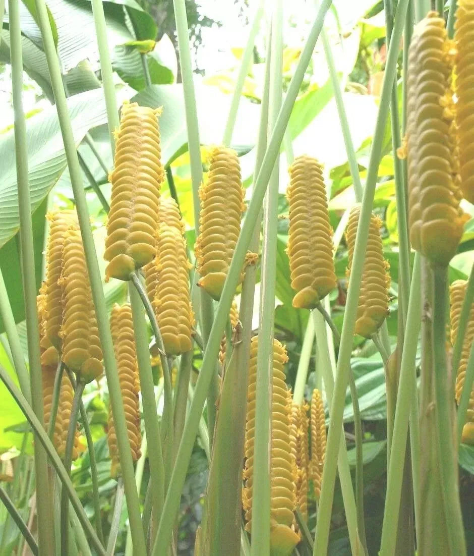 Calathea Crotalifera Flower – Bright Yellow Bracts and Green Leaves