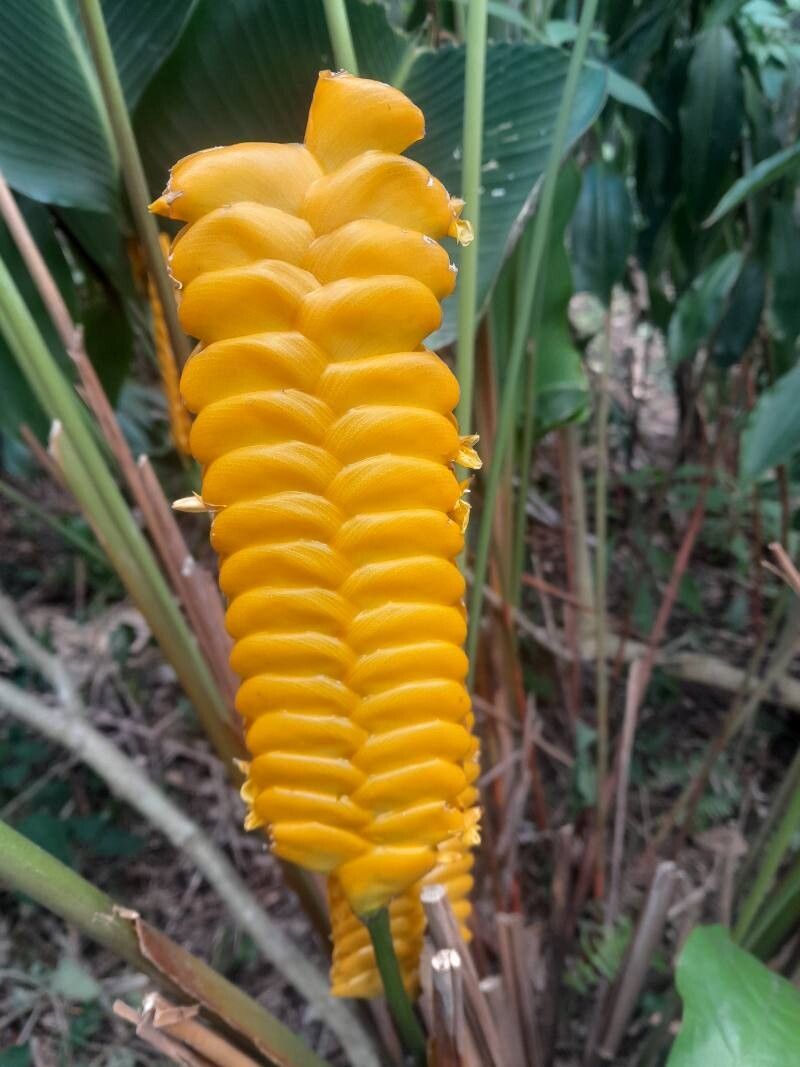 Calathea Crotalifera Plant – Tropical Foliage and Yellow Blooms