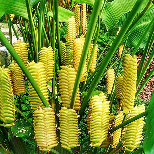 Yellow Calathea Crotalifera Flower seeds for Planting - Sun Loving, Heirloom & GMO Free Seeds for Home Garden