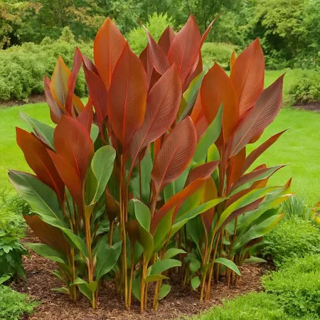 Brown Calathea Lutea Flower seeds for Planting - Drought Tolerant, Heirloom & GMO Free Seeds for Home Garden