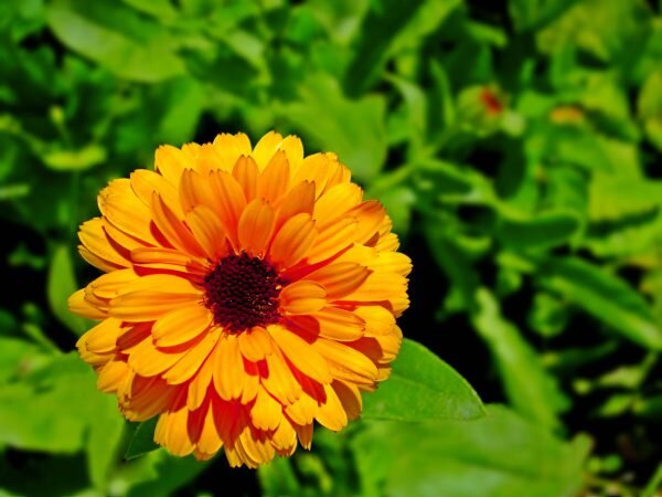 Yellow Calendula Flower seeds for Planting - Drought Tolerant, Heirloom & GMO Free Seeds for Home Garden