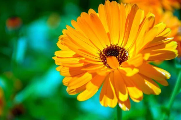 Calendula Flower seeds for Planting Hardy Variety Heirloom & GMO Free Seeds for Home Garden