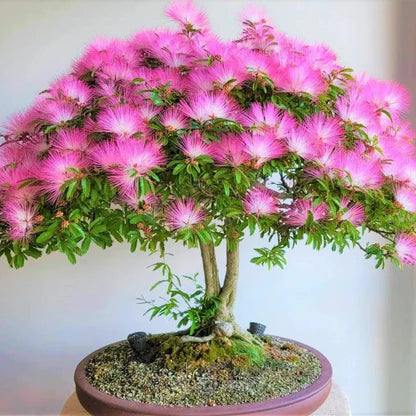 Pink Calliandra Eriophylla Flower seeds for Planting - Low Maintenance, Heirloom & GMO Free Seeds for Home Garden