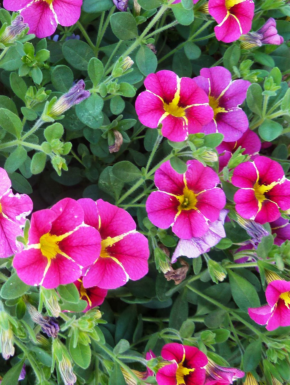 Pink Kabloom Flower seeds for Planting - Low Maintenance, Heirloom & GMO Free Seeds for Home Garden